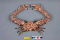 藏品(強壯菱蟹)的圖片